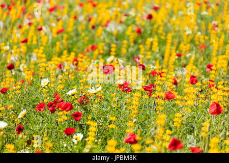 Rote Mohnblumen und gelben Blüten im Frühjahr blühen auf den grünen Wiesen Alentejo Portugal Europa Stockfoto