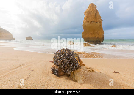 Muscheln am Sandstrand, eingerahmt von Wellen von der rauen See Praia da Marinha Caramujeira Lagoa Gemeinde Algarve Portugal Europa Stockfoto