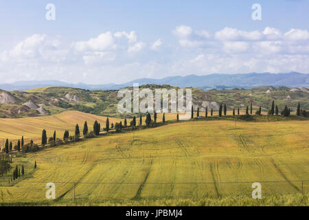 Blauer Himmel rahmt die grünen Hügel und die typischen Zypressen der Crete Senesi (Senese Tone) Provinz von Siena Toskana Italien Europa Stockfoto