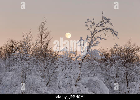 Der Vollmond steigt in der Kälte des Schwedisch-Lappland, Abisko, Kiruna, Schweden, Europa Stockfoto