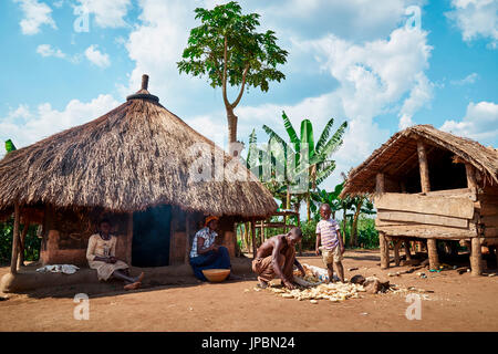 Traditionelle Arbeit in ein Stammes-Dorf Afrika, Queen Elizabeth National Park, Kasese, Rwenzururu Subregion, westlichen Uganda, Uganda, Afrika Stockfoto