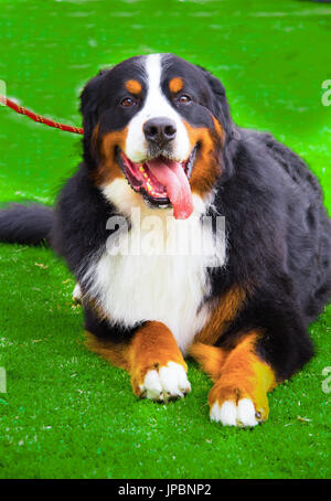 Nahaufnahme von eine nette größere Schweizer Sennenhund im Herbst in einem Hund-Wettbewerb Stockfoto