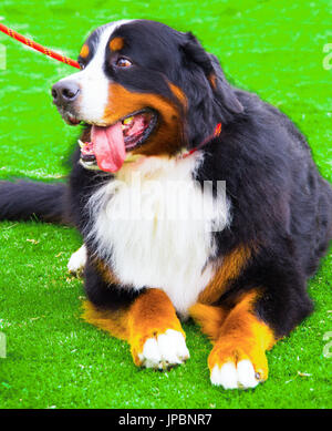 Nahaufnahme von eine nette größere Schweizer Sennenhund im Herbst in einem Hund-Wettbewerb Stockfoto