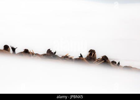 Svalbard; Walross-Kolonie in Phippsoya, Spitzbergen, Norwegen Stockfoto