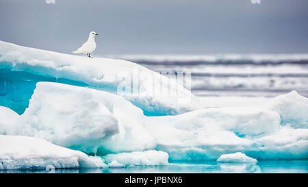 Elfenbein Möwe in das Meereis nördlich von Insel Spitzbergen, Svalbard, Spitzbergen, Norwegen Stockfoto