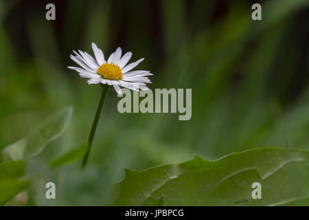 in ein einsames Gänseblümchen in der Mitte eine grüne Wiese herausragende weißen Blütenblättern und gelben Blütenstempel. Stockfoto