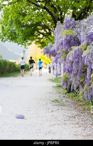 die berühmte Promenade in Bozen mit einige Läufer machen eine Ausbildung, Provinz Bozen, Südtirol, Trentino Alto Adige, Italien, Europa Stockfoto