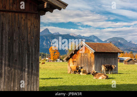 Kühe auf den grünen Wiesen, umrahmt von den hohen Gipfeln der Alpen Garmisch Partenkirchen oberen Bayern Deutschland Europa Stockfoto