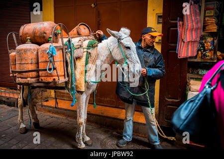 Fes, Marokko, Nordafrika. Esel ist die typische Art und Weise des Verkehrsmittels in der Medina. Stockfoto