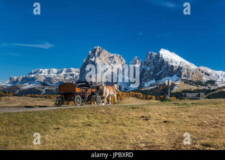 Alpe di Seis/Seiser Alm, Dolomiten, Südtirol, Italien. Haflinger-Pferd und Kutsche auf der Alpe di Seis/Seiser Alm Stockfoto