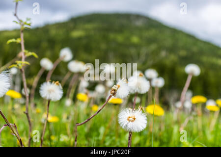 Viele weiße und gelbe Löwenzahn mit Hintergrund von grünen Pinien-Wald-Gebirge im Bereich Stockfoto