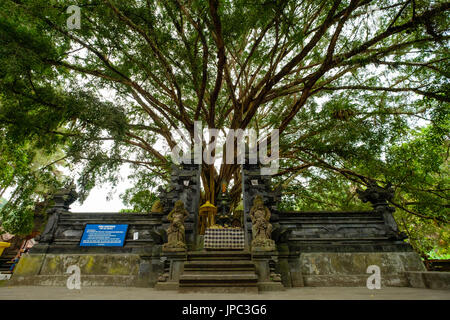 Heiliger Campuhan Tempel mit großen Banyan-Baum im Hintergrund Stockfoto