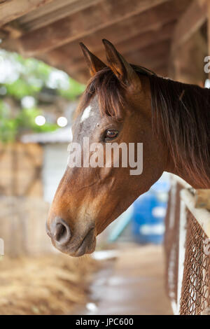 Pferd auf Natur Hintergrund Stockfoto