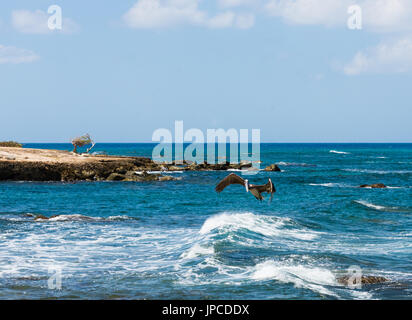 Pelikan überfliegen brechenden Wellen - Aruba Stockfoto