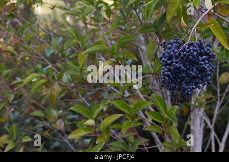 Ligustrum sinense oder kleine blätterte Liguster, dunkelblaue Beeren im Winter, Australien. Stockfoto