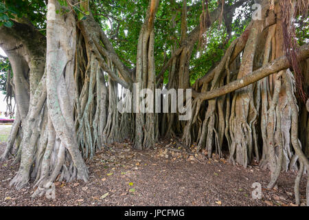 Über 100 Jahre alten riesigen Feigenbaum in Erbe aufgeführten Botanischer Garten, Königin Park, Maryborough, Queensland, Queensland, Australien Stockfoto