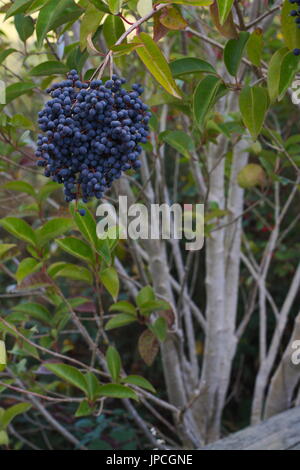 Ligustrum sinense oder kleine blätterte Liguster, dunkelblaue Beeren im Winter, Australien. Stockfoto