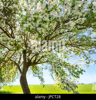 Apfelbaum in Blüte im Garten. Obst Blumen an schönen Frühlingstag Stockfoto