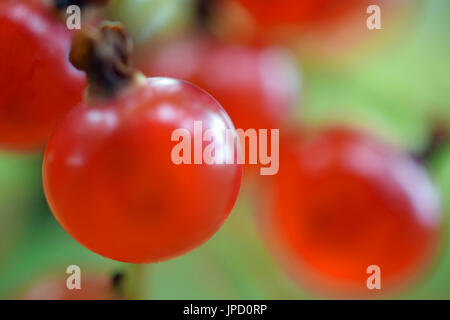 Roten Johannisbeeren. Makroaufnahme von reifen roten Johannisbeeren auf einem Strauch. Fokus auf Vordergrund. Stockfoto