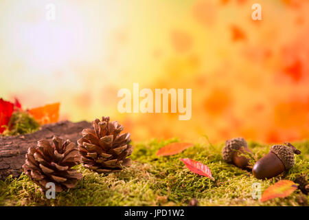 Ein Herbst Natur Stillleben in helles Licht mit Textfreiraum. Stockfoto