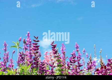 Grußkarte. Bunte Blumenwiese mit Sommerblumen. Pink, Lila. Stockfoto