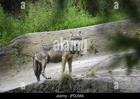 Grauer Wolf - Canis Lupus Stockfoto