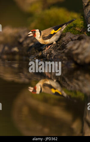 Europäische Stieglitz Zuchtjahr Zuchtjahr, Erwachsene, trinken im Wald-Pool, Tiszaalpár, Ungarn im Juli. Stockfoto