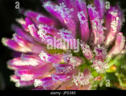 rosa Blume ein Kleeblatt ist bedeckt mit Raureif Makro. frieren Sie ein, Detail Natur lila wilde Blume Stockfoto