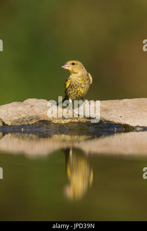 Europäischen Grünfink Zuchtjahr Chloris, Jugendkriminalität, neben Wald Pool, Tiszaalpár, Ungarn im Juli. Stockfoto