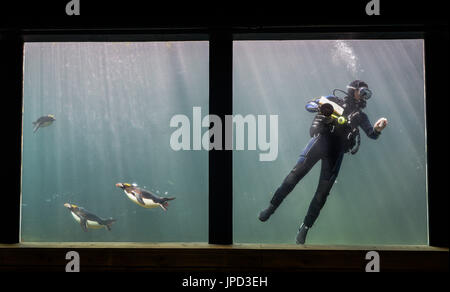Makkaroni-Pinguine schwimmen um einen Taucher herum, während er Algen aus dem Aquarium im Living Coasts Zoo & Aquarium in Torquay reinigt, wo qualifizierte Taucher freiwillig dem Team der wöchentlichen Aquariumsreiniger beitreten können. Stockfoto