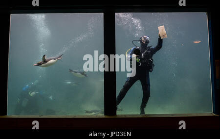 Makkaroni-Pinguine schwimmen um einen Taucher herum, während er Algen aus dem Aquarium im Living Coasts Zoo & Aquarium in Torquay reinigt, wo qualifizierte Taucher freiwillig dem Team der wöchentlichen Aquariumsreiniger beitreten können. Stockfoto