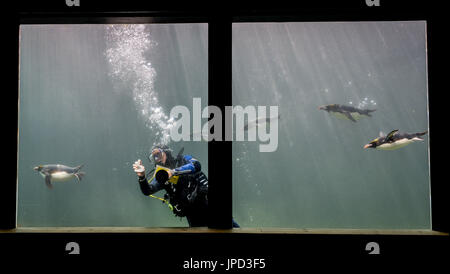 Makkaroni Pinguine schwimmen um ein Taucher reinigt er Algen aus der Wanne bei Living Küsten Zoo &amp; Aquarium, Torquay, wo qualifizierte Taucher Freiwillige können für das Team wöchentlich Aquarium Reiniger. Stockfoto