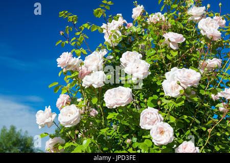 blühende Strauch mit einer Rose in rosa Blüten blühen. Knospen der Rosen blühten auf einem Busch in einem Garten Stockfoto