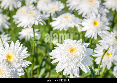 Blüten in einem weißen Kamille blüht in einem Garten. wilde Blumen blühen in Wiese Stockfoto