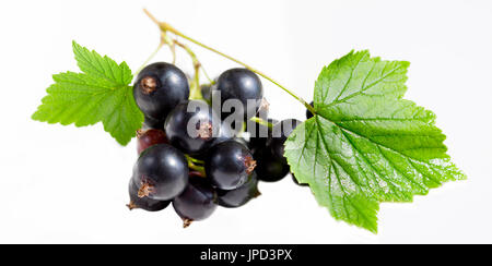 frische Beeren Johannisbeeren auf einem weißen Hintergrund. Cassis-Beeren mit grünen Blätter oben, Panorama enger. Stockfoto