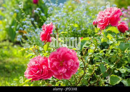 eines blauen Blumen Vergiss mein nicht, rosa Rosen haben Blüte am Beet in einem Garten. farbige Blumen blühen im park Stockfoto