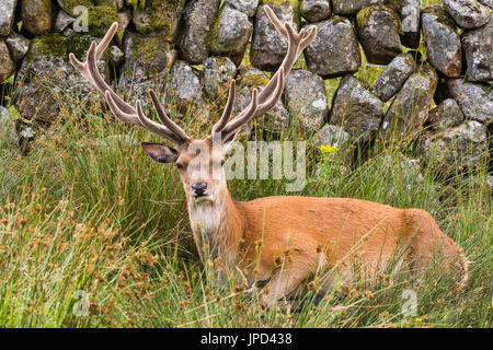 Rothirsch Hirsch liegend in ländlichen Dumfries und Galloway Stockfoto