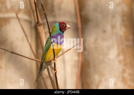 Closeup Portrait eines bunten Prachtfinkenart Finch (Erythrura Gouldiae) Vogels thront auf einem Ast Stockfoto