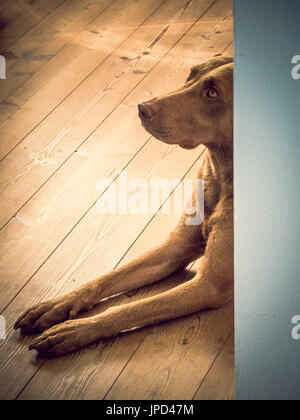 Portrait - Chesapeake Bay Retriever Hund Stockfoto