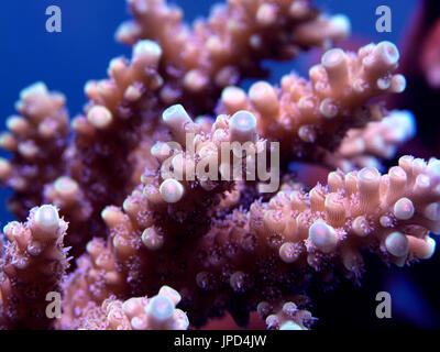 Makro Nahaufnahme von Acropora-Korallen Stockfoto