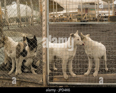 Junge Schlitten Hunde in Svalbard Zwinger bekannt als Svalbard husky Stockfoto