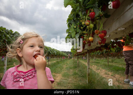 Ein 18 Monate altes Kleinkind pflückt Erdbeeren auf einem Pick your own Bauernhof in Enfield, Nord-London Stockfoto