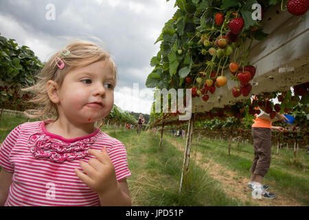 Ein Kleinkind Mädchen von 18 Monaten Essen Erdbeeren auf ein Pick-deine-eigene-Farm in England. Schwester Mutter und Baby sind im Hintergrund Stockfoto