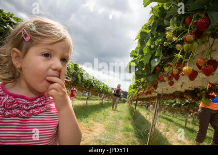 Ein Kleinkind Mädchen von 18 Monaten Essen Erdbeeren auf ein Pick-deine-eigene-Farm in England. Schwester Mutter und Baby sind im Hintergrund Stockfoto