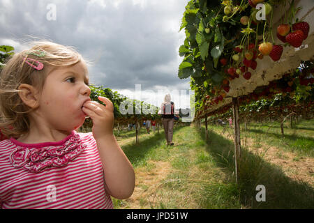 Ein Kleinkind Mädchen von 18 Monaten Essen Erdbeeren auf ein Pick-deine-eigene-Farm in England. Schwester Mutter und Baby sind im Hintergrund Stockfoto