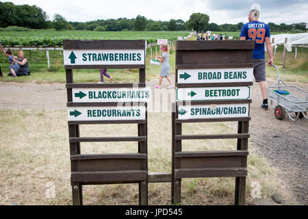 Zeichen, die Obsternte im Parkside Farm, Enfield, nördlich von London Stockfoto