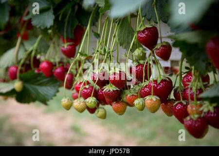 Erdbeeren reif und bereit zur Ernte, wächst auf einem Bauernhof bei Enfield Stockfoto