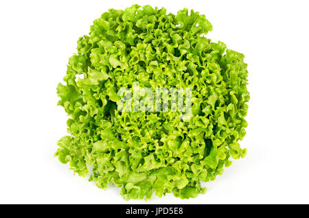 Batavia Salat Vorderansicht. Auch Französisch oder Sommer knackig. Frischen hellen grünen Salat Kopf mit gekräuselte Blätter und eine gewellte Blattrand. Lactuca Sativa. Stockfoto