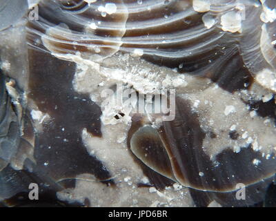 Knapped Flint Stockfoto