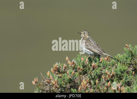 Wiese Pieper - Anthus Pratensis Sitzstangen auf blühenden Ginster-Ulex Europaeus. UK Stockfoto